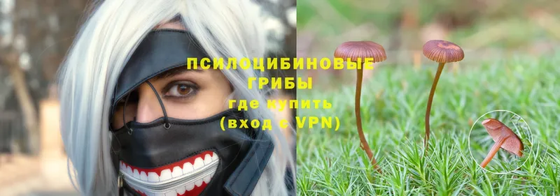 Псилоцибиновые грибы Psilocybe  наркотики  Ишим 